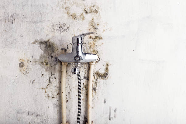 Best Professional Mold Removal  in Matta, WA