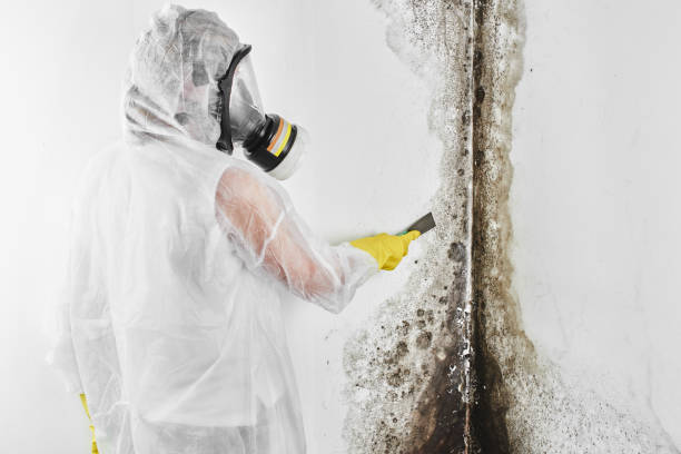 Best Attic Mold Removal  in Matta, WA