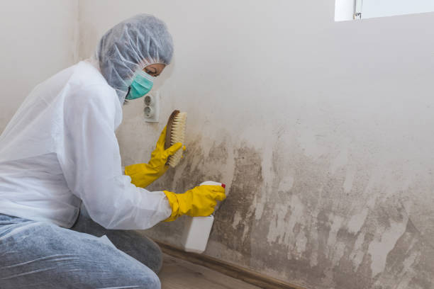 Best Mold Damage Repair  in Matta, WA