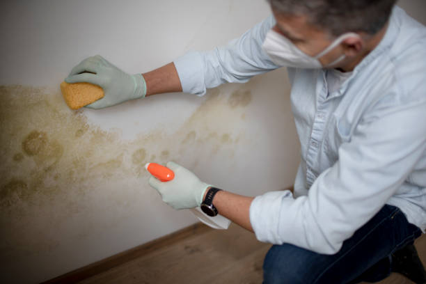 Best Mold Cleaning Services  in Matta, WA
