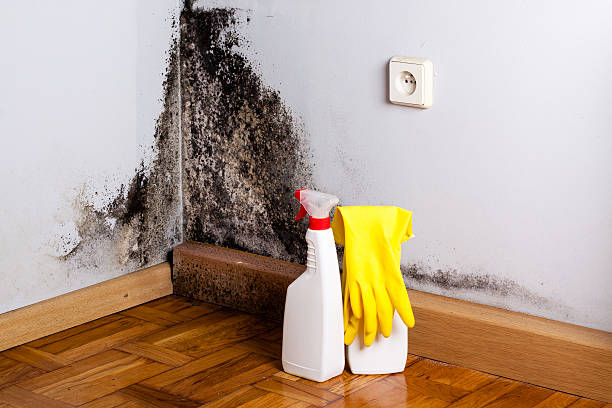 Best Toxic Mold Removal  in Matta, WA