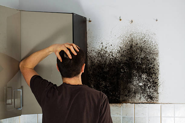 Best Fast Mold Removal  in Matta, WA